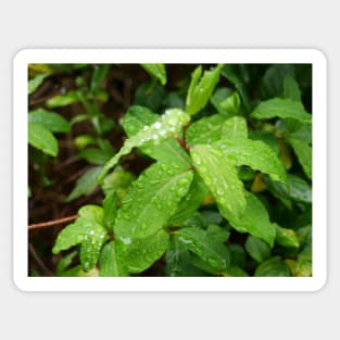 Water Drop or dew on Leaf with green background Sticker